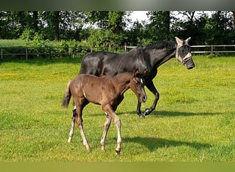 Westphalian, Stallion, , 16.3 hh, Black