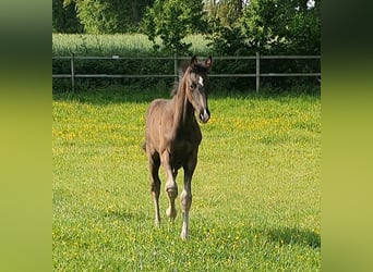 Westphalian, Stallion, , 16.3 hh, Black