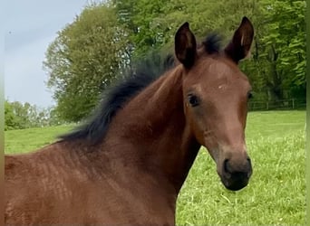 Westphalian, Stallion, Foal (03/2024), 16.3 hh, Brown