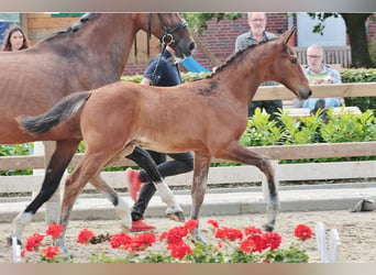 Westphalian, Stallion, Foal (04/2024), 16.3 hh, Brown