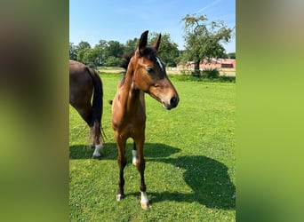 Westphalian, Stallion, Foal (03/2024), 16.3 hh, Brown