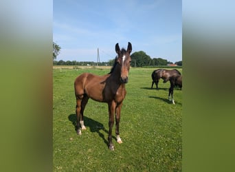 Westphalian, Stallion, Foal (03/2024), 16.3 hh, Brown