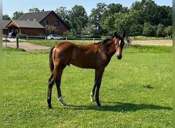 Westphalian, Stallion, Foal (03/2024), 16.3 hh, Brown