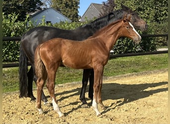 Westphalian, Stallion, Foal (05/2025), 16.3 hh, Chestnut Westphalian, Stallion, Foal (05/2025), 16.3 hh, Chestnut
