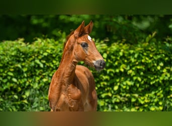 Westfale, Hengst, Fohlen (03/2024), 16,3 hh, Fuchs