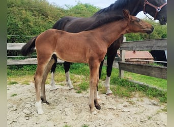 Westphalian, Stallion, Foal (06/2025), 16.3 hh, Smoky-Black