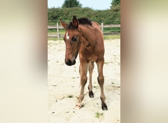 Westphalian, Stallion, Foal (06/2025), 16.3 hh, Smoky-Black