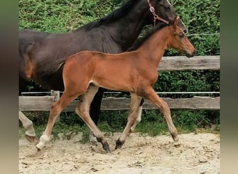 Westphalian, Stallion, Foal (06/2025), 16.3 hh, Smoky-Black