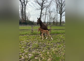 Westphalian, Stallion, Foal (03/2024), 16 hh, Chestnut