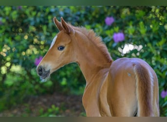 Westphalian, Stallion, , 16 hh, Chestnut-Red