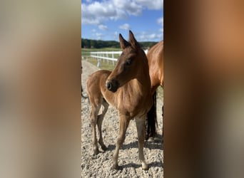 Westphalian, Stallion, , 16,1 hh, Brown