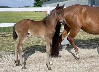 Westphalian, Stallion, , 16,1 hh, Brown