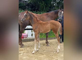 Westphalian, Stallion, Foal (05/2025), 16,1 hh, Chestnut