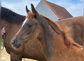 Westphalian, Stallion, Foal (05/2025), 16,1 hh, Chestnut
