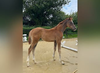 Westphalian, Stallion, Foal (05/2025), 16,1 hh, Chestnut