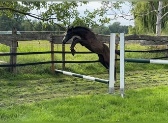 Westphalian, Stallion, Foal (05/2025), 16,1 hh, Grey