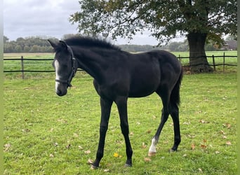 Westphalian, Stallion, Foal (05/2025), 16,1 hh, Grey
