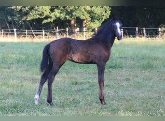 Westphalian, Stallion, Foal (05/2025), 16,1 hh, Grey