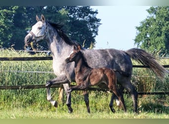 Westphalian, Stallion, Foal (05/2025), 16,1 hh, Grey