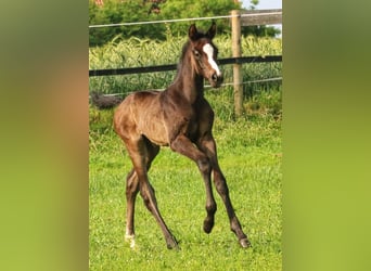 Westphalian, Stallion, Foal (05/2025), 16,1 hh, Grey