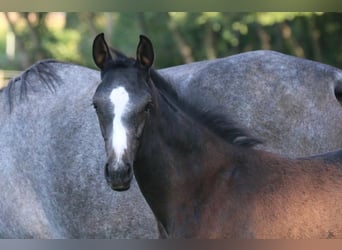 Westphalian, Stallion, Foal (05/2025), 16,1 hh, Grey