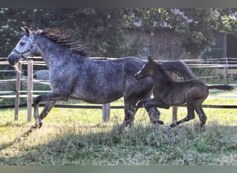 Westphalian, Stallion, Foal (05/2025), 16,1 hh, Grey