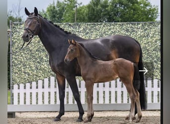 Westphalian, Stallion, , 16,2 hh, Bay-Dark