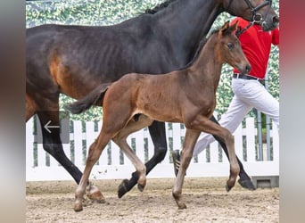 Westphalian, Stallion, , 16,2 hh, Bay-Dark