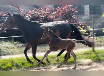 Westphalian, Stallion, , 16,2 hh, Bay-Dark