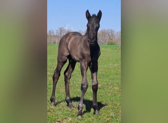 Westphalian, Stallion, , 16,2 hh, Black