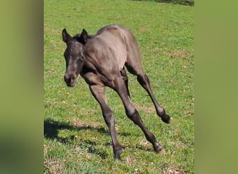 Westphalian, Stallion, , 16,2 hh, Black