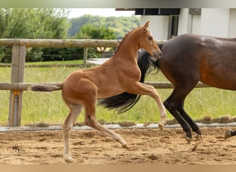 Westphalian, Stallion, Foal (06/2025), 16,2 hh, Brown