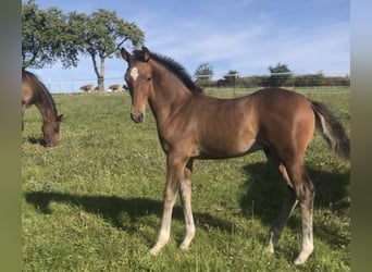 Westphalian, Stallion, Foal (06/2025), 16,2 hh, Brown
