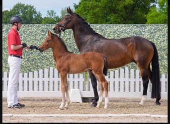 Westphalian, Stallion, , 16,2 hh, Brown