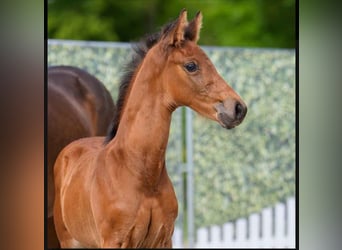Westphalian, Stallion, , 16,2 hh, Brown