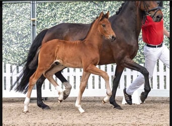 Westphalian, Stallion, , 16,2 hh, Brown