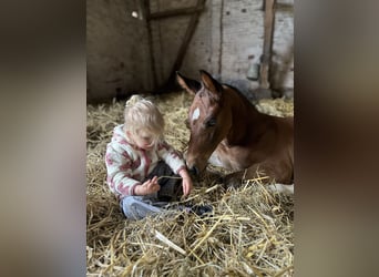 Westphalian, Stallion, , 16,2 hh, Brown