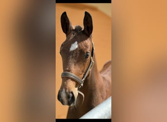 Westphalian, Stallion, , 16,2 hh, Brown