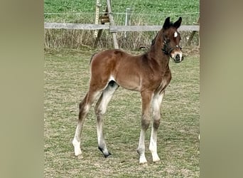 Westphalian, Stallion, , 16,2 hh, Brown