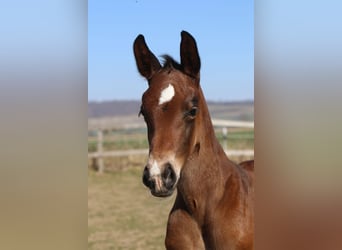 Westphalian, Stallion, , 16,2 hh, Brown