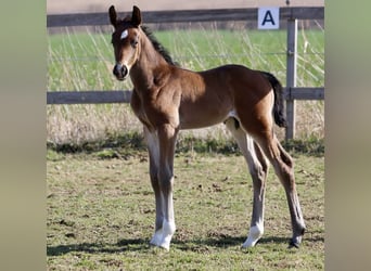 Westphalian, Stallion, , 16,2 hh, Brown
