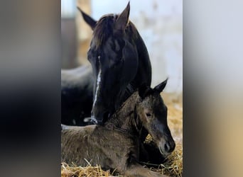 Westphalian, Stallion, Foal (03/2026), 16,2 hh, Chestnut