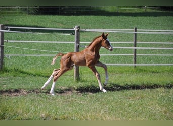 Westphalian, Stallion, , 16,2 hh, Chestnut-Red