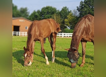 Westphalian, Stallion, Foal (02/2025), 16,2 hh, Chestnut