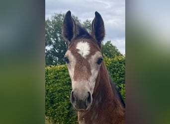 Westphalian, Stallion, , 16,2 hh, Gray