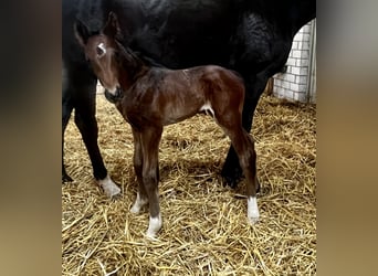 Westphalian, Stallion, Foal (05/2025), 16,3 hh, Bay-Dark