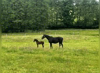 Westphalian, Stallion, Foal (05/2025), 16,3 hh, Bay-Dark