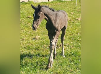 Westphalian, Stallion, , 16,3 hh, Black