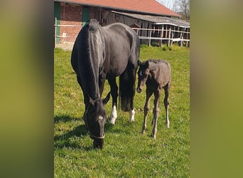 Westphalian, Stallion, , 16,3 hh, Black