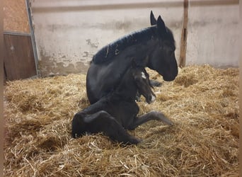 Westphalian, Stallion, , 16,3 hh, Black